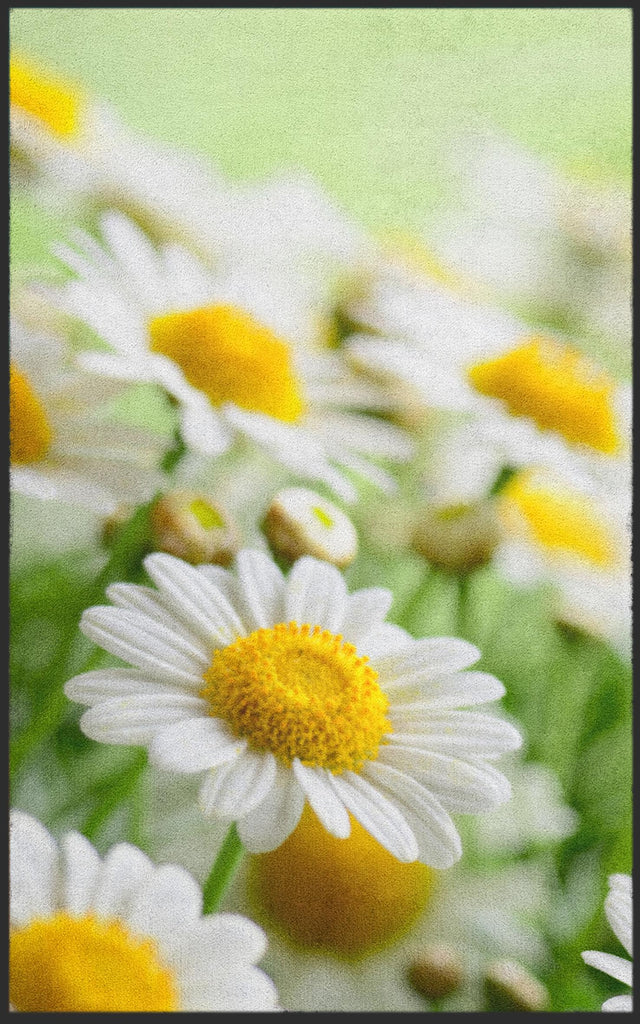 Fussmatte Gänseblümchen 7129-Matten-Welt