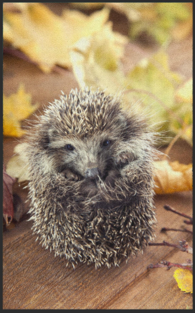 Fussmatte Igel 7084-Matten-Welt